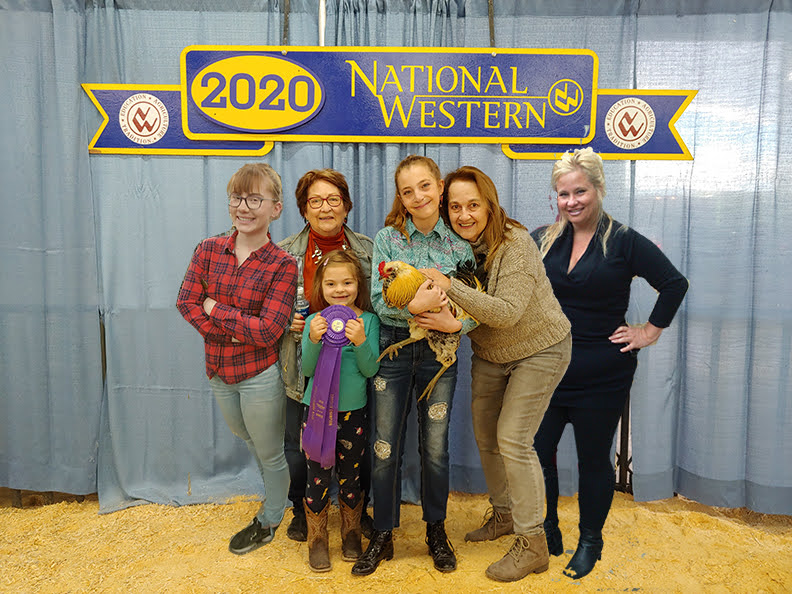 Champion - Best in Show, RuPaul (Americuana rooster) at the 2020 National Western Stock Show.